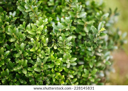 Buxus sempervirens bush - details and texture on the leaves