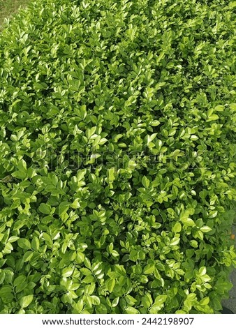 Buxus sempervirens is an evergreen shrub or small tree growing up to 1 to 9 m (3 to 30 ft) tall, with a trunk up to 20 centimetres (8 in) in diameter (exceptionally to 10 m tall and 45 cm diameter[6])