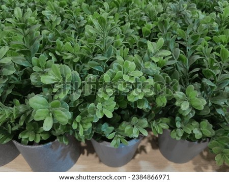 Buxus sempervirens flowers are very suitable for use as a background
