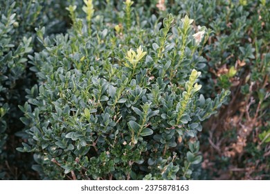 Buxus sempervirens growing in August. Buxus sempervirens, the common box, European box, or boxwood, is a species of flowering plant in the genus Buxus. Berlin, Germany