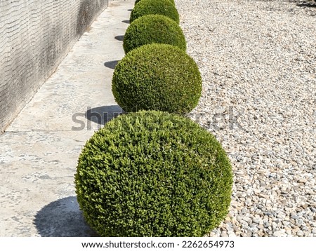 Buxus sempervirens plant in the spring. in Romania