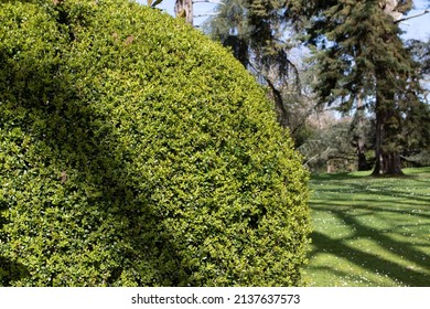 Buxus sempervirens topiary in the sunny garden. Common box, European box, or boxwood evergreen pruned shrub. 