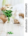 
Buxus twigs in a miniature glass bottle. Easter symbol, postcard motif.