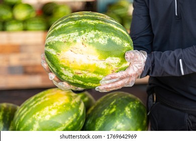 The buyer chooses a fresh, ripe, juicy watermelon from several at the farmer's market. A man holds a watermelon in his hands. Disposable gloves on hands.