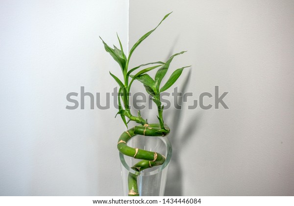 Buying Natural Background Image Green Bamboo Stock Photo Edit Now