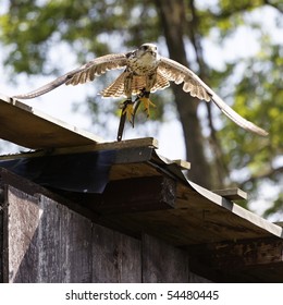 buzzard