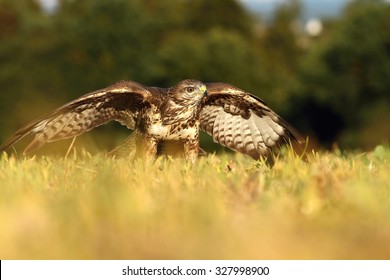 Buzzard before launch