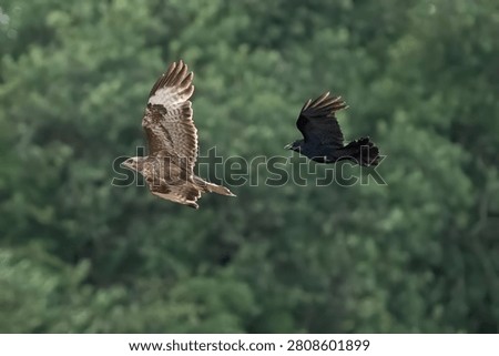 A Buzzard being mobbed by a crow at sunset