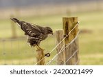 Buzzard bird of prey perched on a fence post