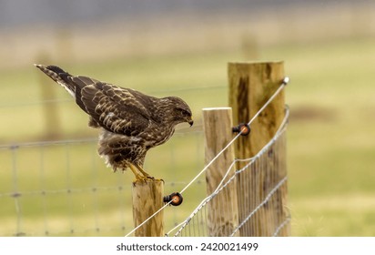 Buzzard bird of prey perched on a fence post - Powered by Shutterstock