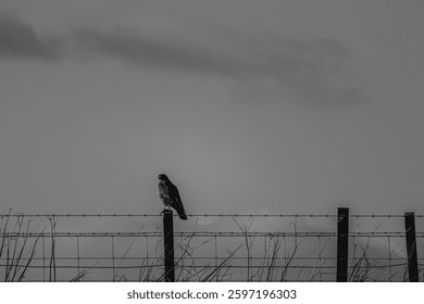 buzzard in black and grey