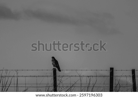 buzzard in black and grey