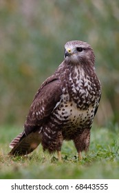 Buzzard (bureo Buteo)