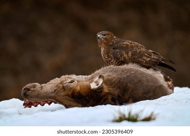Buzzard with deer carcass in snow, Poland. . Buteo buteo with dead Common Pheasant. Feeding behaviour scene from nature. Black bird from Europe. Buzzard , bird widlife in nature.