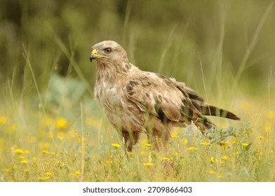 a buzzard in the field