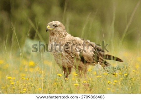 a buzzard in the field