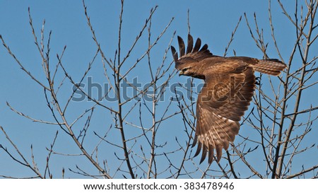 Buzzard flies from a tree on a background of blue sky