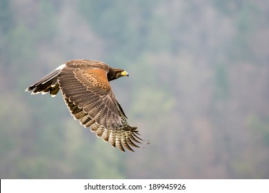 buzzard flying