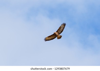 Buzzard flying with spread wings