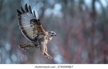 Buzzard flying through the forest.