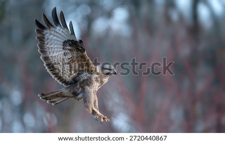 Buzzard flying through the forest.
