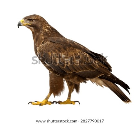 Buzzard Single Common Buzzard Standing In A R Isolated On White Background