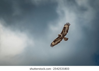 Buzzard in the sky looking for prey