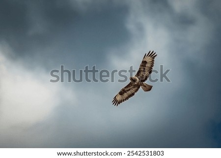 Buzzard in the sky looking for prey