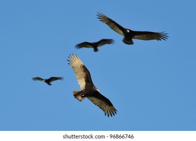 7,134 Buzzard flying Images, Stock Photos & Vectors | Shutterstock