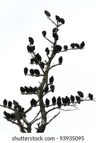 Buzzards roosting in a dead tree.