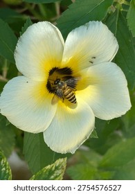 Buzzy bee bringing light into a flower
Ants watching