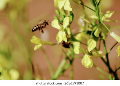 Buzzy bee looking for nectar