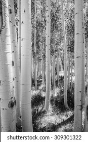 B&W Of Aspen Tree Grove