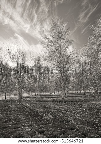 Similar – Image, Stock Photo Trees vs. storm 1 : 0