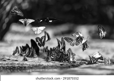 B&W Butterflys flying in the wild, Thailand.