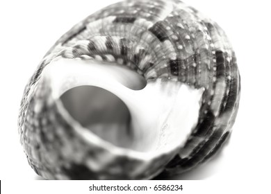 b&w close-up shell isolated