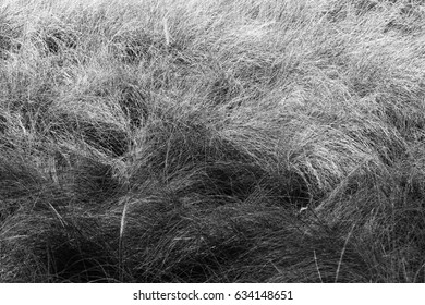 B&W Grass