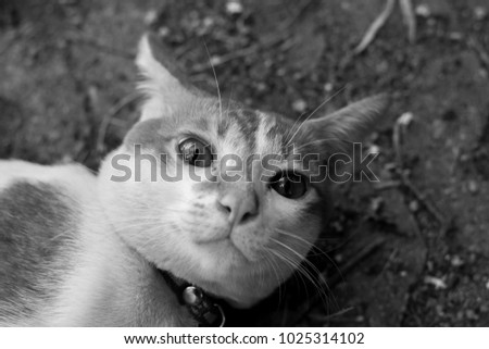 Similar – Image, Stock Photo baby Animal Pet Cat 1