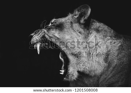 B&W Lion yawning