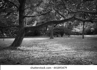 B&W Long Tree 