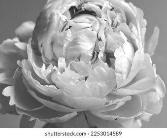 Bw macro of peony flower. Black and white rose flower. Monochrome aesthetic. Closeup of blooming flower and petals.  Spring bouquet. Natural background. Love, romantic, valentine. Gray background.