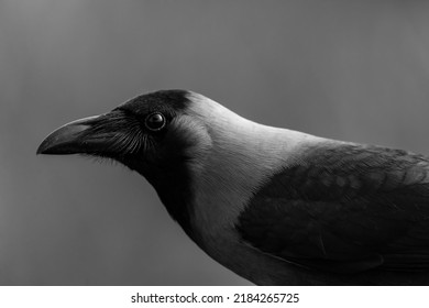 BW Portrait Of A House Crow