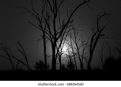 BW Tree shape Sunset - Powered by Shutterstock - Get 15% off with code: PIKWIZARD15
