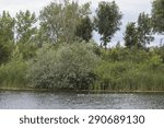 by the lake
