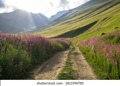 by the road to Mount Aragats fireweed