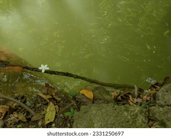 By the stream in the forest, Close-up. On the banks of a small stream in the forest. Waves crashing, flowers, twigs into the shore,  - Shutterstock ID 2331250697