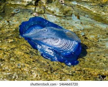 By The Wind Sailor, Velella Velella