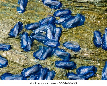 By The Wind Sailor, Velella Velella