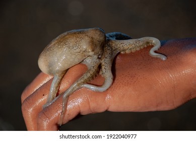 A By-catch Juvenile Octopus Clinging On A Hand Of A Boy