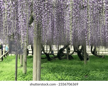 世界遺產 - 平等院 - 紫籐花 - BYODOIN OF ALL AGE - Wisteria sinensis